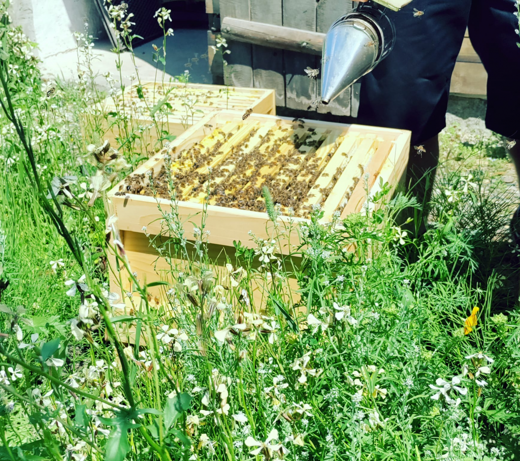 geöffnetes Bienenvolk
