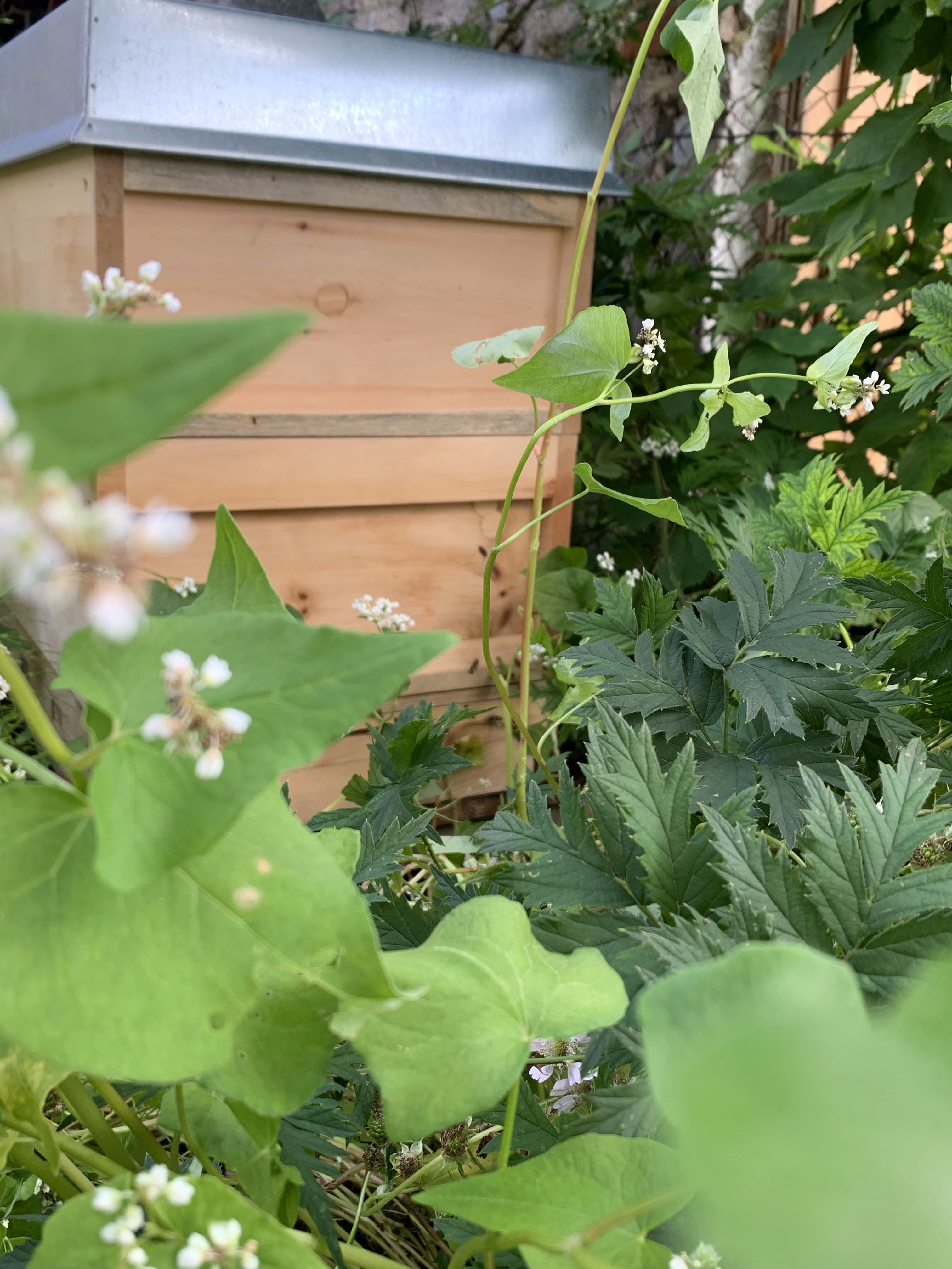 Bienenstock hinter Brombeerstrauch und Buchweizen. Zwei wunderbare Trachtquellen für Honig im Sommer.